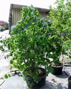 Corylus avellana Contorta