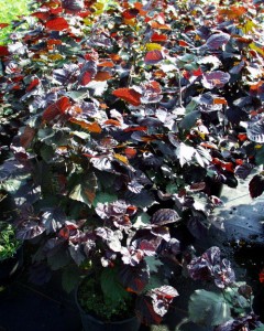 Corylus maxima Purpurea