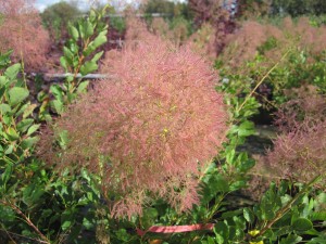 Cotinus Young Lady