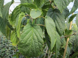 Davidia involucrata vilmoriniana