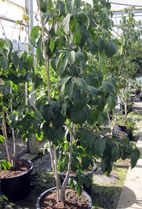 Davidia involucrata vilmoriniana