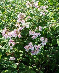 Deutzia Mont Rose