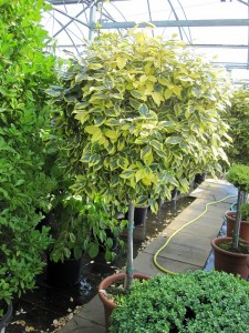 Elaeagnus ebbingei 'Limelight'