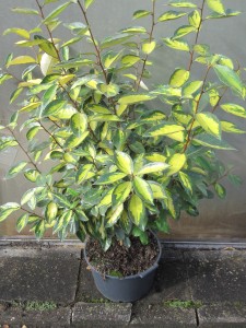 Elaeagnus ebbingei Limelight