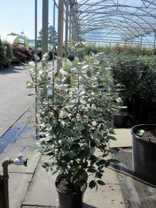 Elaeagnus ebbingei 014_2