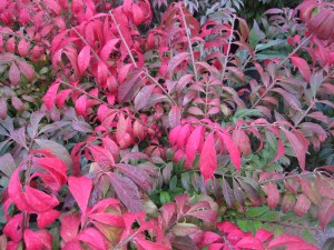 Euonymus alatus Compactus