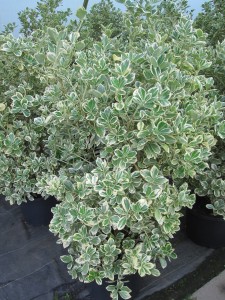 Euonymus japonicus President Gauthier