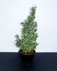Euonymus fortunei Emerald Gaiety