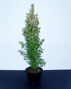 Euonymus fortunei Emerald Gold