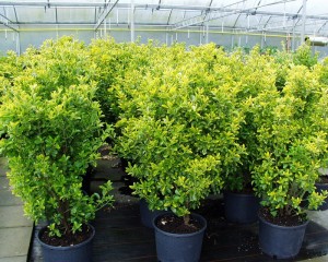 Euonymus japonicus Aureomarginatus'