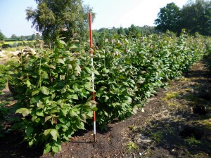 Euonymus planipes