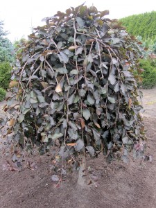 Fagus sylvatica Purpurea Pendula