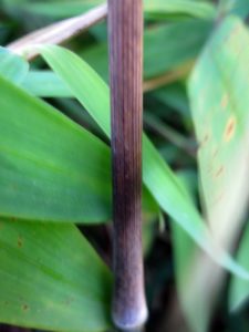 Fargesia nitida 1