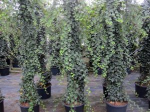Hedera helix 'Digitata Hesse'