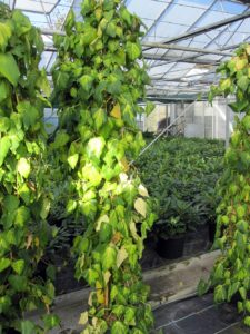 Hedera-sulphur-heart
