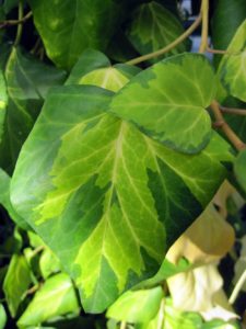 hedera-sulphur-heart1