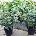 Hedera helix arborescens