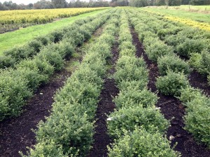 Ilex crenata Stokes