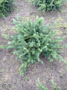 Taxus baccata Repandens