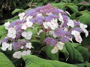 Hydrangea aspera Macrophylla