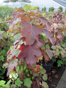 Hydrangea quercifolia