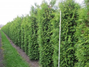 Thuja occ. Brabant