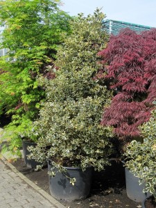 Ilex aquifolium Argentea Marginata