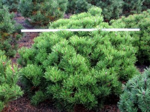 Pinus mugo pumlio