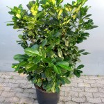 Prunus lauroc Etna