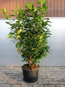 Prunus lauroc Novita