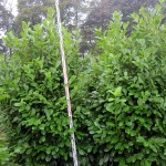 Prunus lauroc Rotundifolia