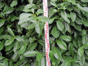 Prunus lauroc. Bertini