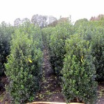 Ilex meserveae Heckenstar