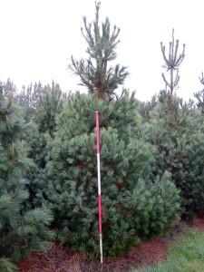 Pinus peuce