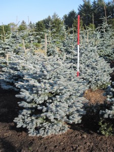 Picea pungens Glauca Globosa