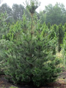 Pinus peuce