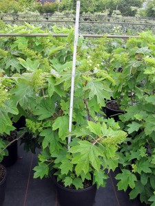 Hydrangea quercifolia