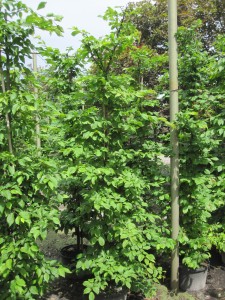 Carpinus betulus