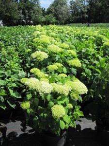Hydrangea arborescens Annabelle