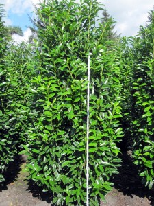Prunus lauroc Genolia