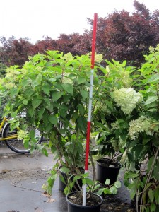 Hydrangea paniculata Phantom