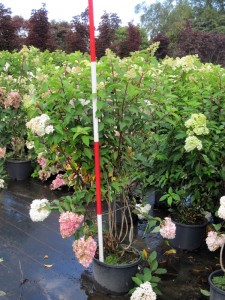 Hydrangea paniculata Vanilla-Fraise, Vanilla Fraise