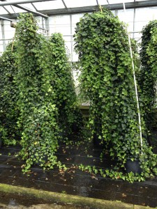 Hedera helix hibernica