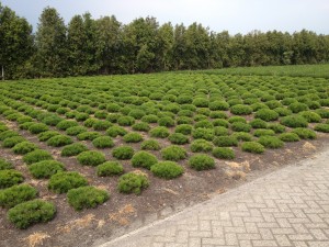 Pinus mugo pumilio