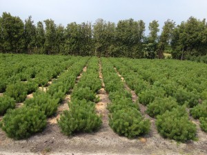 Pinus mugo mughus