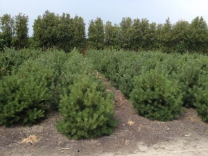Pinus mugo mughus