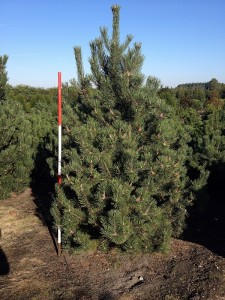 Pinus mugo Rostrata
