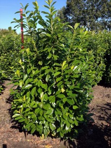 Prunus lauroc Novita