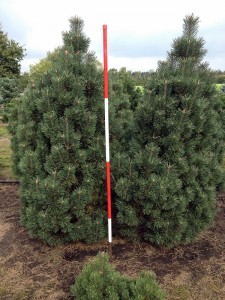 Pinus mugo Columnaris