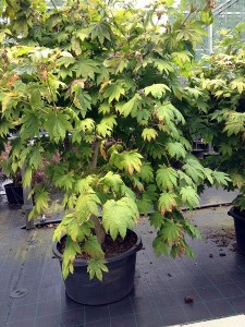 Acer japonicum 'Vitifolium'